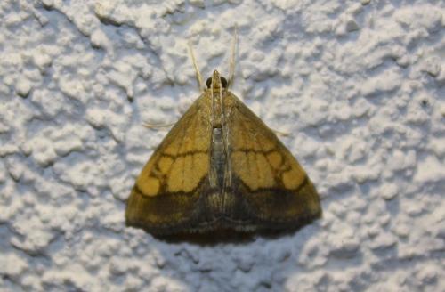 Réf. 204 563 : Evergestis limbata